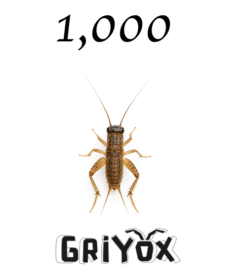 Millar Grillo Mediano